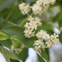 Ligustrum